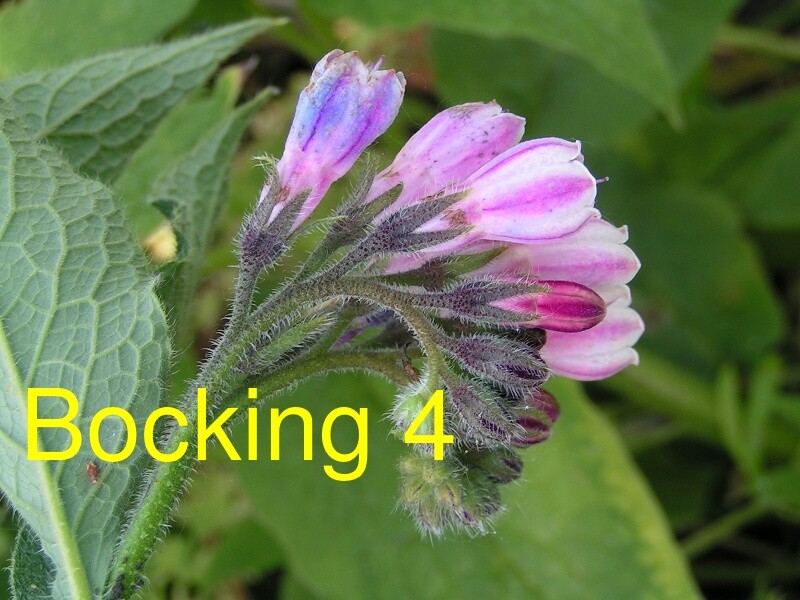 Russian Comfrey Live Root Cuttings – Bocking 4 Cultivar