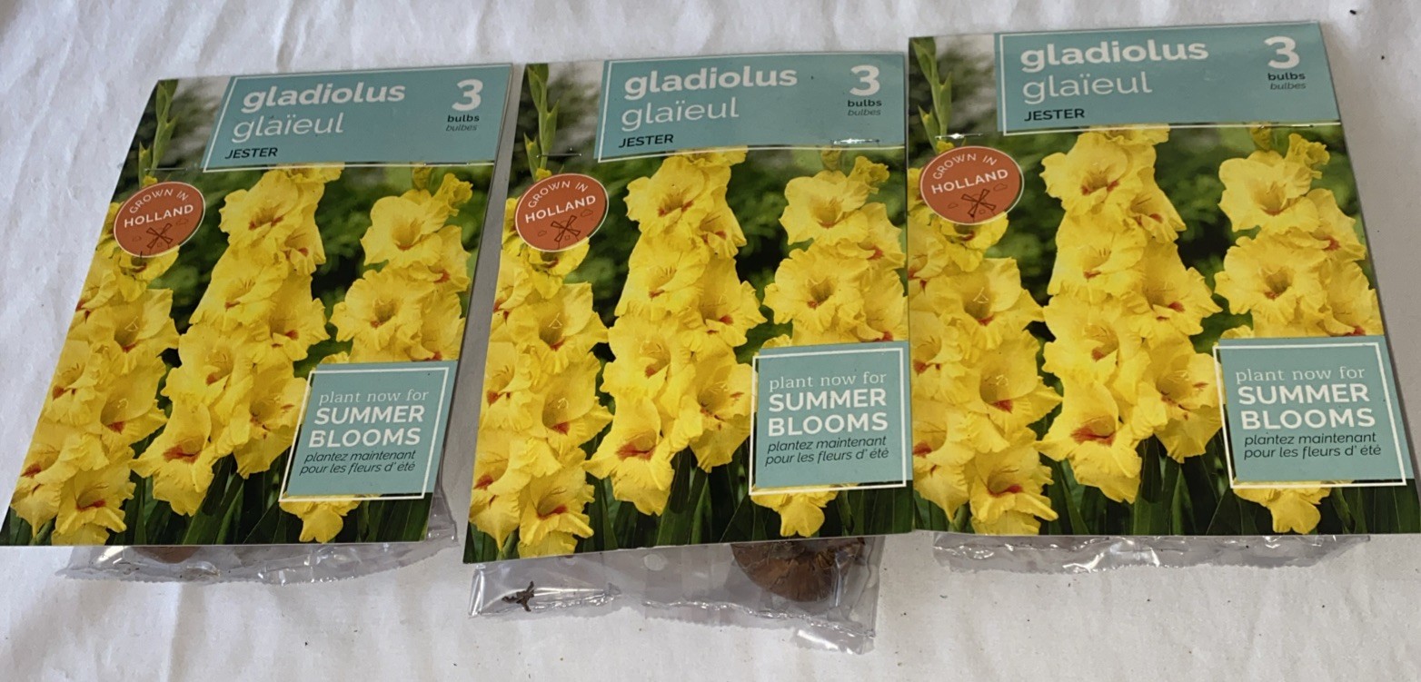 Lot Of 3 Packs of Holland Jester Yellow Supreme Gladiolus Bulbs (3 bulbs each)