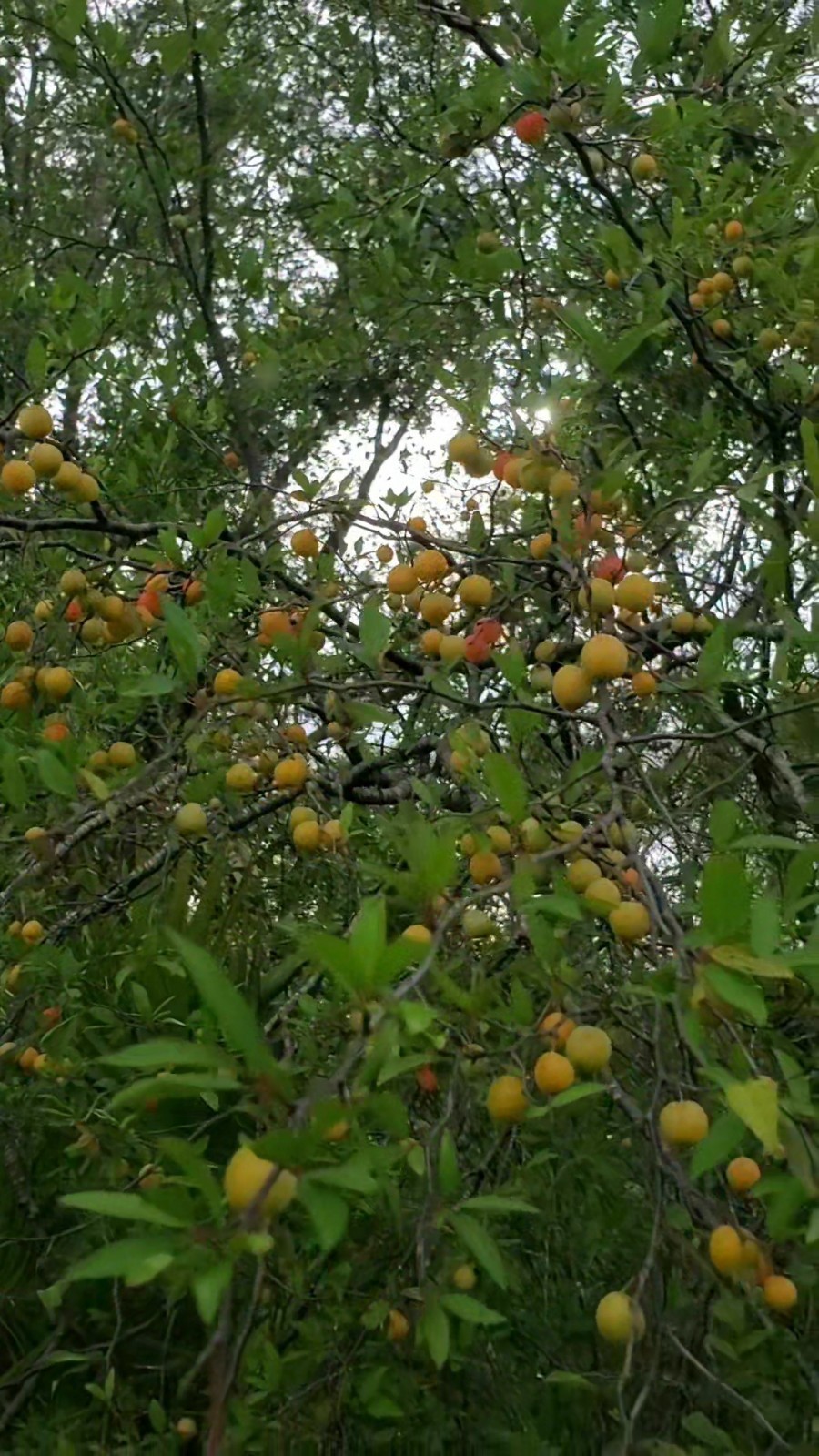 10+ Chickasaw Plum Seeds – Fresh 2026 Harvest | Beyond Organic