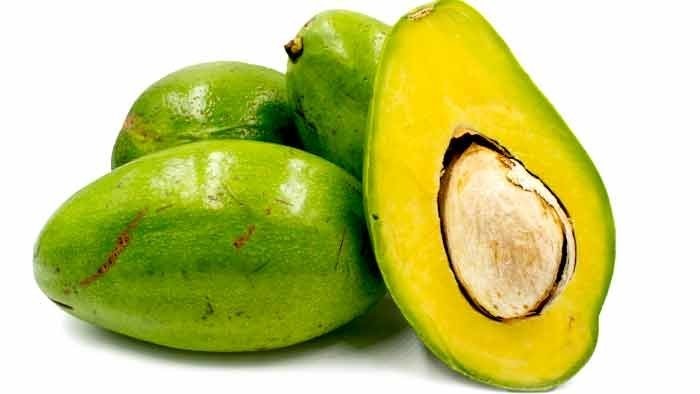 Grafted Choquette Avocado (Persea americana) Live Fruit Tree (10in-2ft)