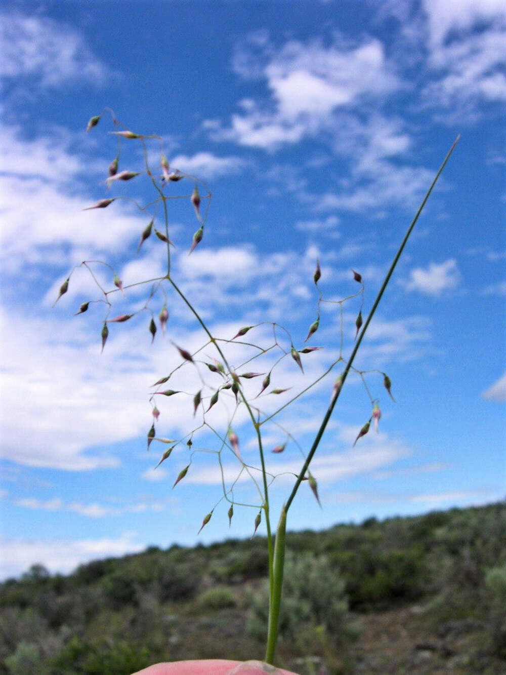 500 INDIAN RICEGRASS Nezpar Oryzopsis Hymenoides Sand Rice Grass Millet Seeds