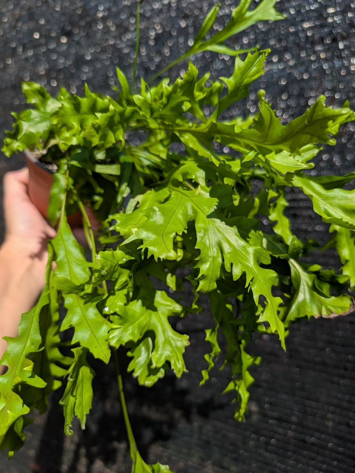 Dragon Wing Fern Exotic Live Rooted Tropical Houseplant Plants Hawaiian Sunset