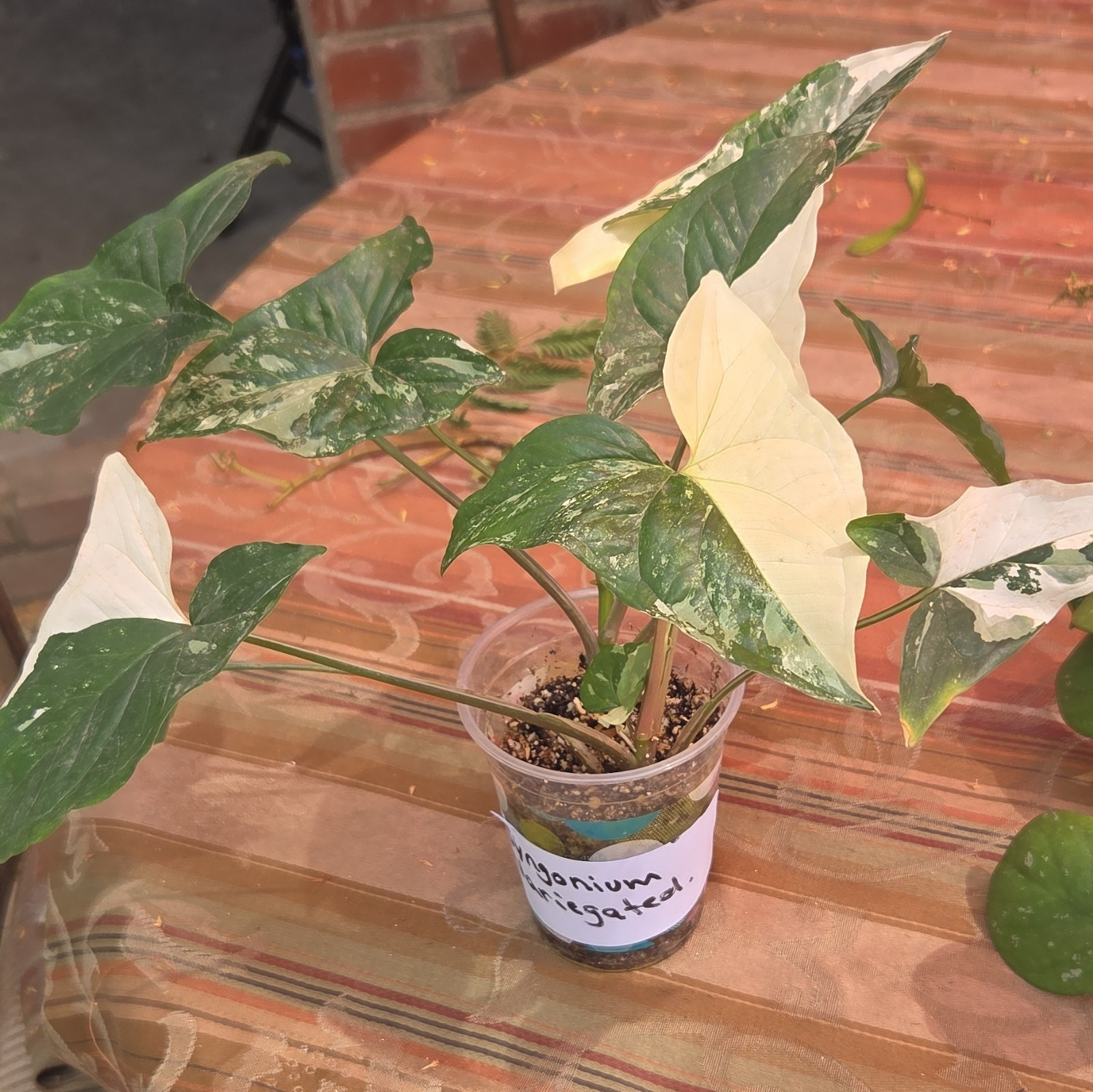 Syngonium Variegated Potted Plant Indoor, Tropical, Medium Sun
