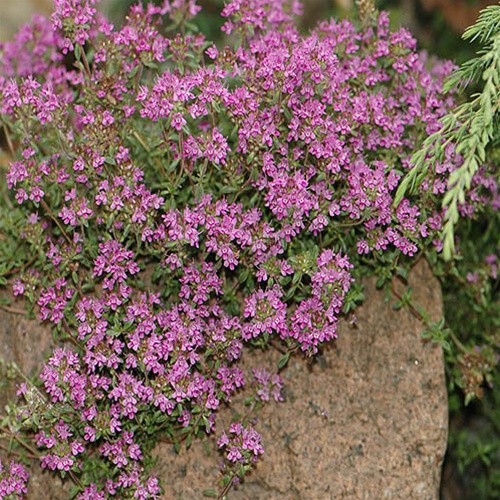 Thymus praecox Coccineus 72 perennial plants USA Creeping Thyme Zone 3-8 XX