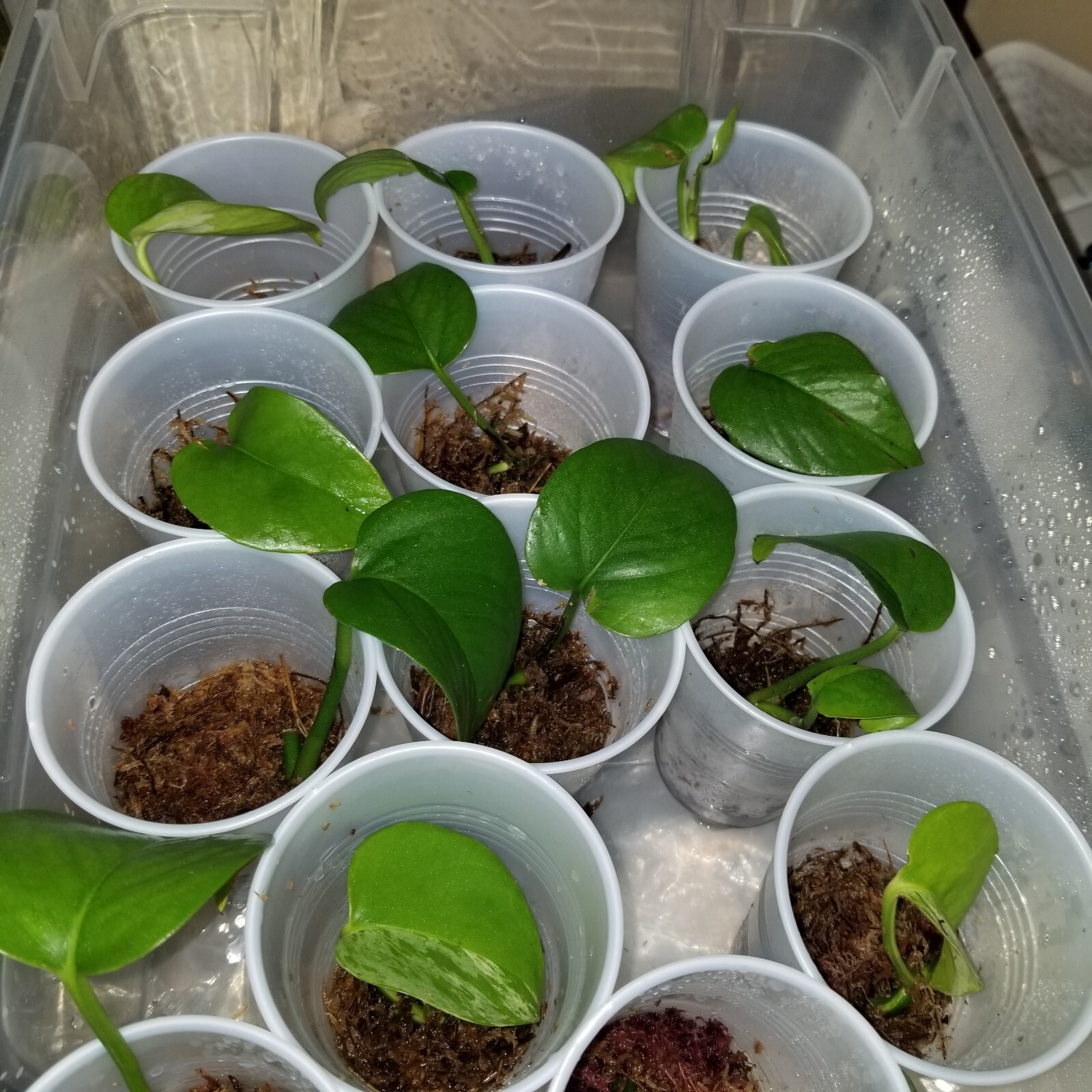 Jade Pothos – Cuttings- Rooted 20-30 Days old 3″- 8″ 6 cuttings for $10