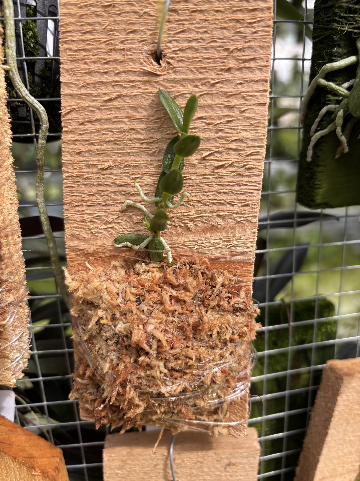 Angraecoides clavigera Rare miniature orchid species bloom size
