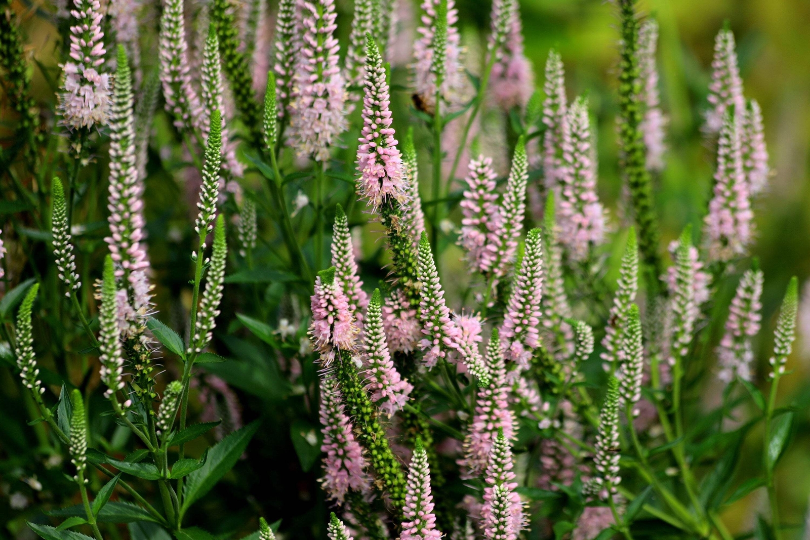 50 Light Pink VERONICA Longifolia / SPIKE SPEEDWELL Flower Seeds *Flat S/H