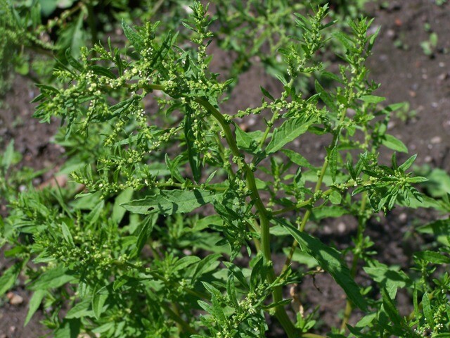 1,000 EPAZOTE Seeds (Chenopodium ambrosioides) | NON-GMO | Free shipping