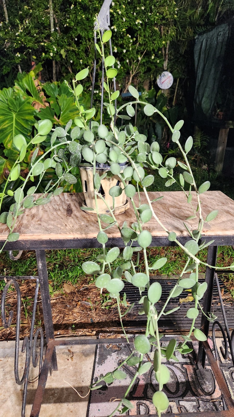 Xerosicyos danguyi Silver Dollar Vine Plant 5″ Pot 26″ Long 23″ Wide 11″ Tall