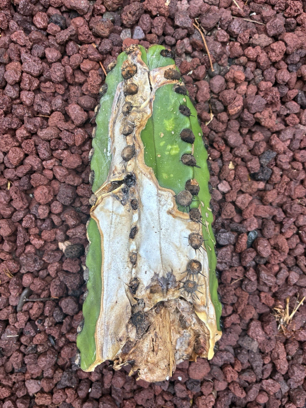 Stenocereus Pruinosus Cactus Cutting