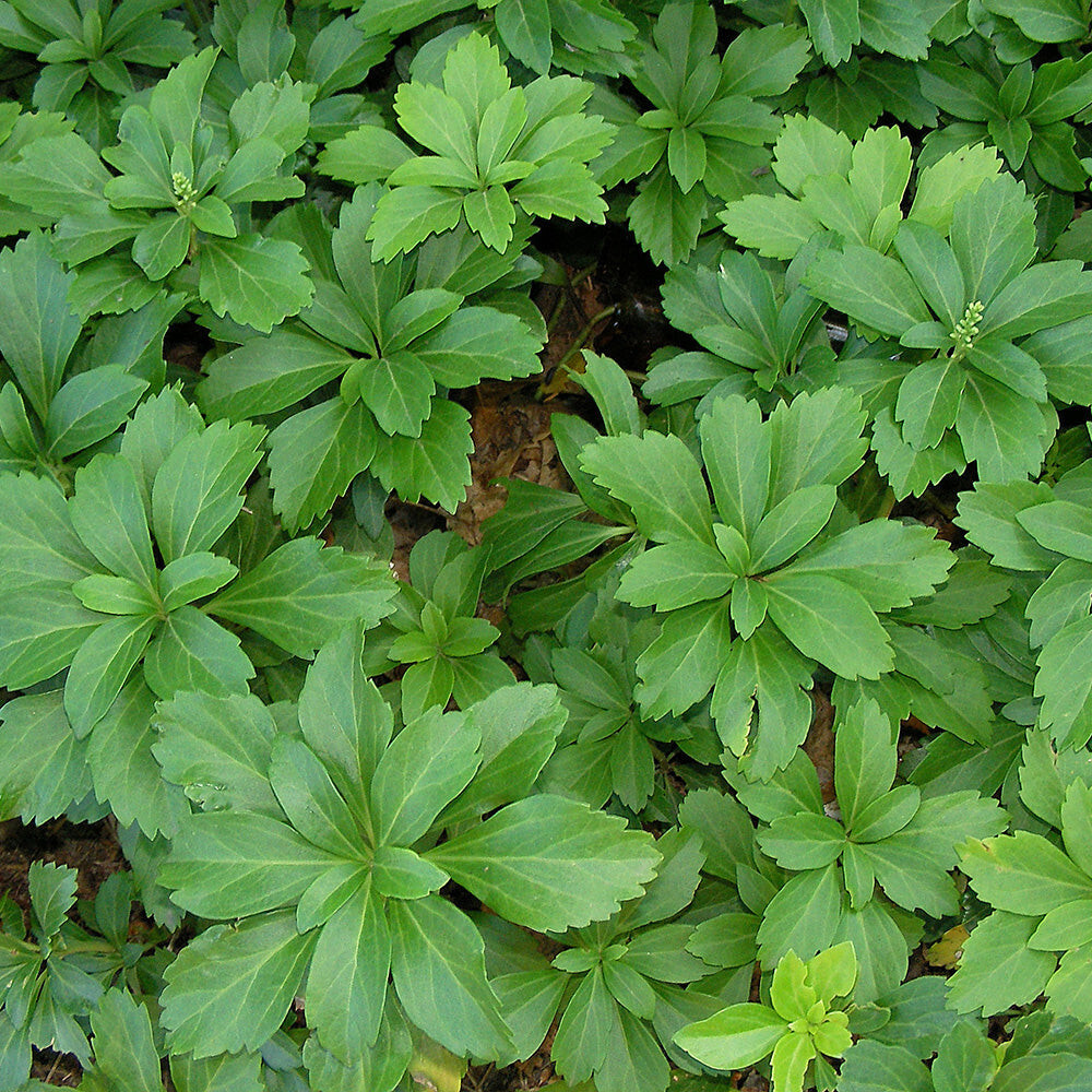 Pachysandra Spurge 108 Plants in 2-1/2 inch Pots