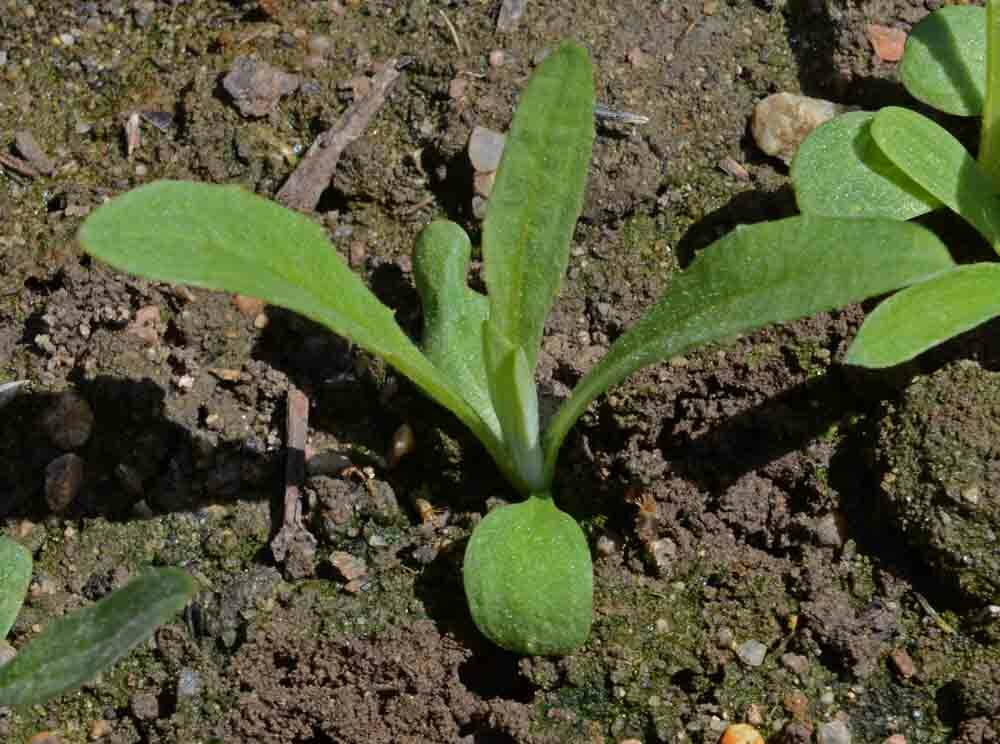 Cornflower Bachelor Button FROSTY MIX Heirloom Pollinators Non-GMO 200 Seeds