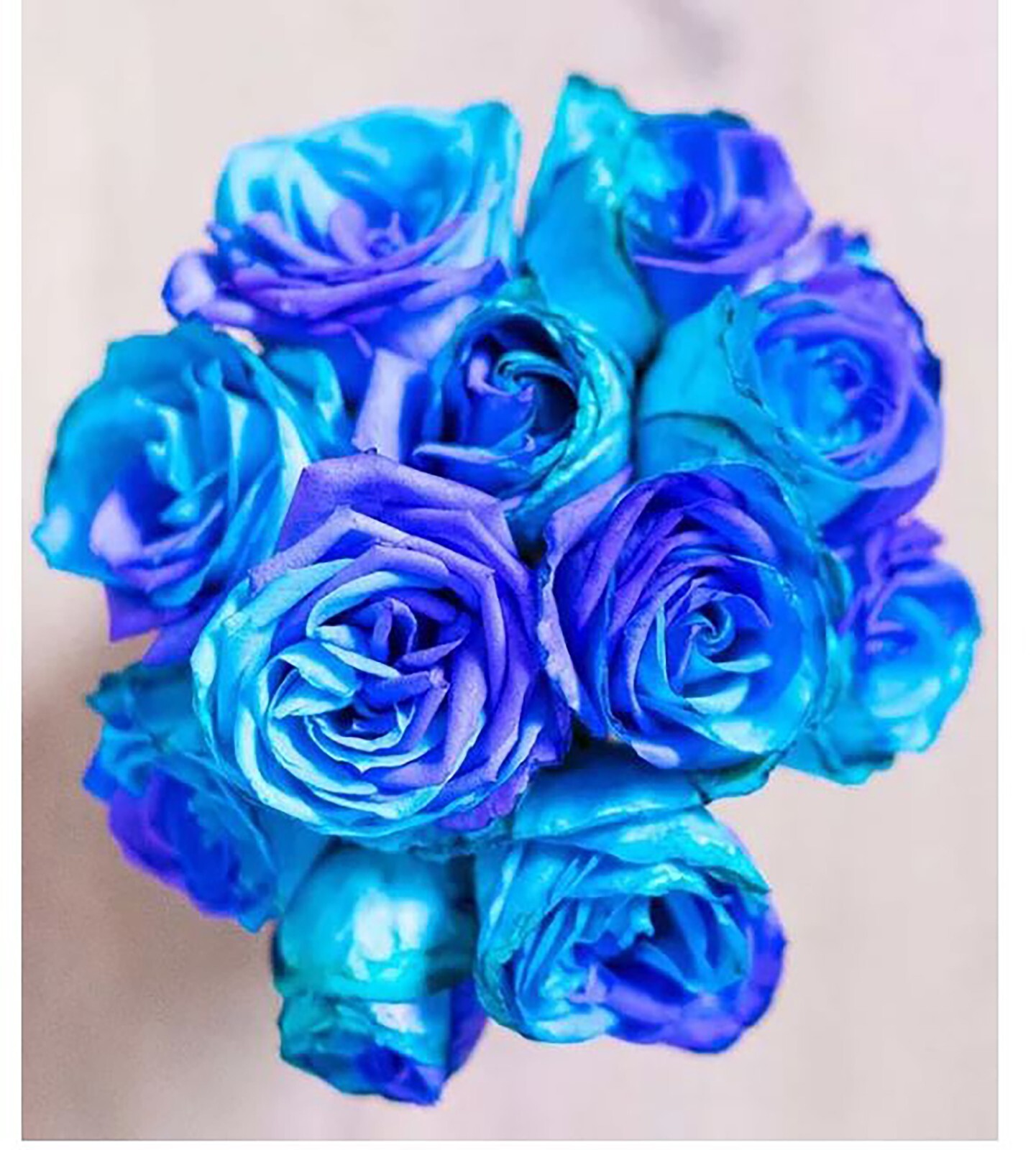 Midnight Blue, Black, Duo Color Rose 100 Seeds~ Rare-Free Shipping-USA Seller