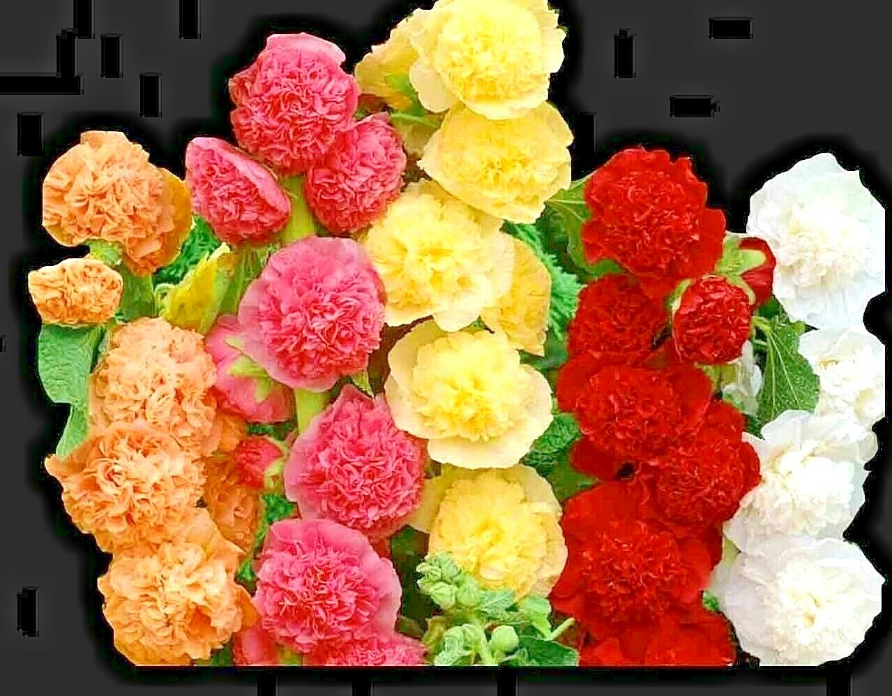 60 HOLLYHOCK RARE MIX SEEDS AUTUMN GARDEN PLANTING HUGE FLOWERS BEES BORDERS USA