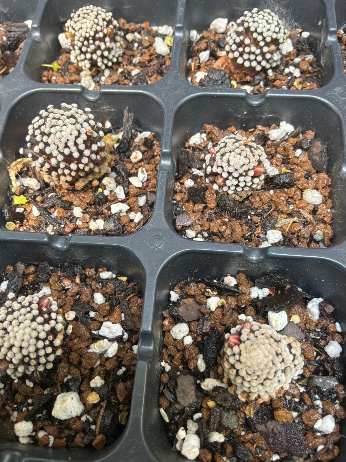 Mammillaria luethyi