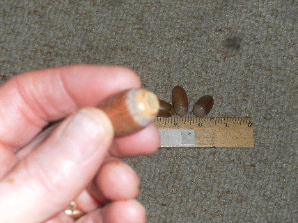 ACORNS FRESH WHITE (English) OAK TREE. Brown, 20 count- no caps 2025