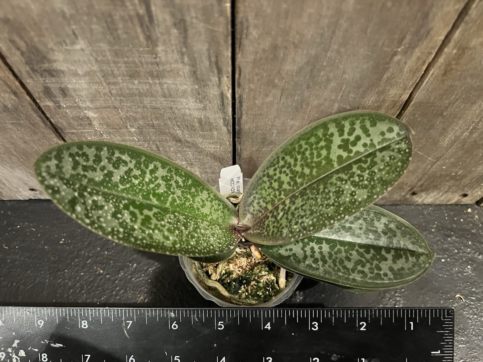Phal. stuartiana ‘Sogo’ HCC/AOS, Mericlone, Spike Initiated, Mottled Leaves