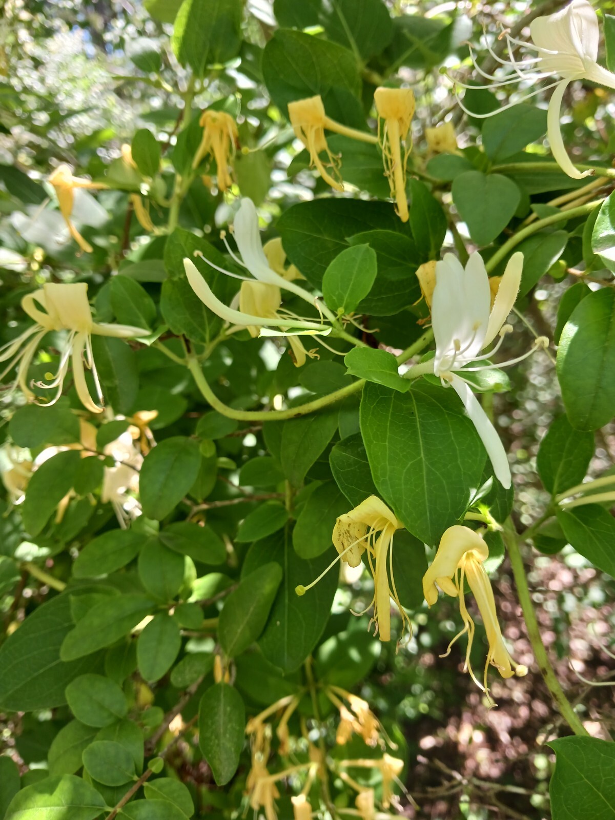 Honeysuckle Vine