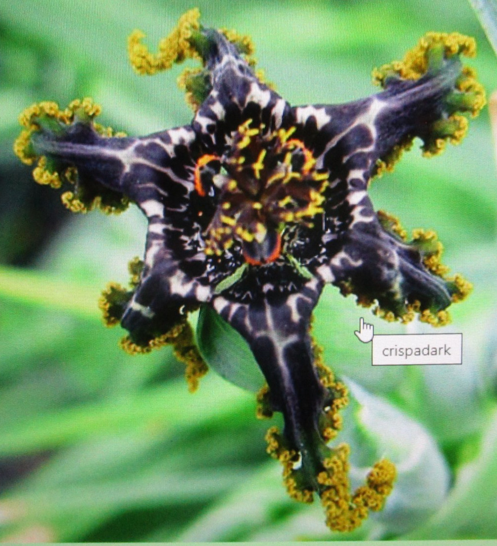 Ferraria dark form 8 Corms/bulbs Dark Purple almost Black Yel edges
