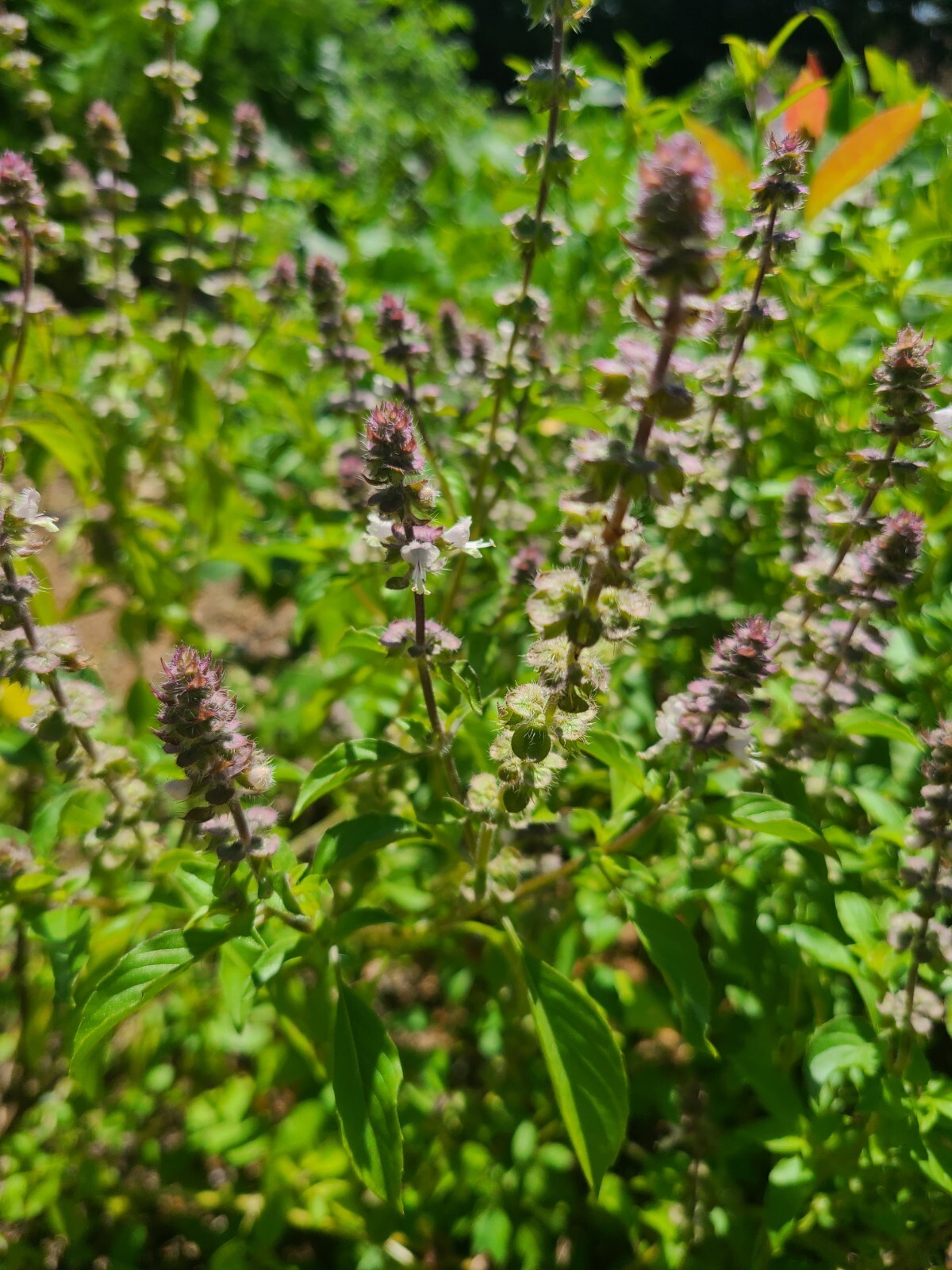 100+ Count Holy Basil Seeds | Ocimum tenuiflorum| Tisane Tea | Herb