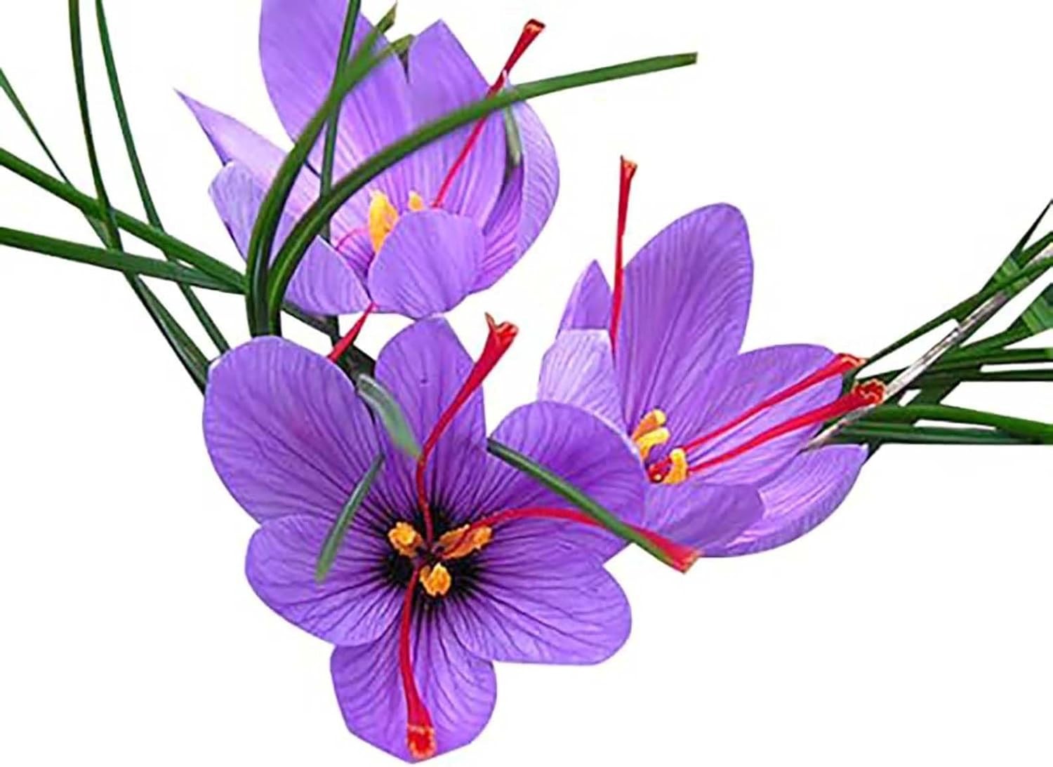 3 Saffron Sativus Crocus Corms – Huge 10+ Cm Corms for Planting – Saffron Crocus