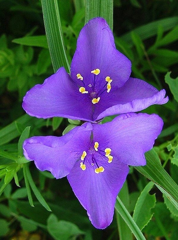 Spiderwort (Tradescantia virginiana) | Bare-root