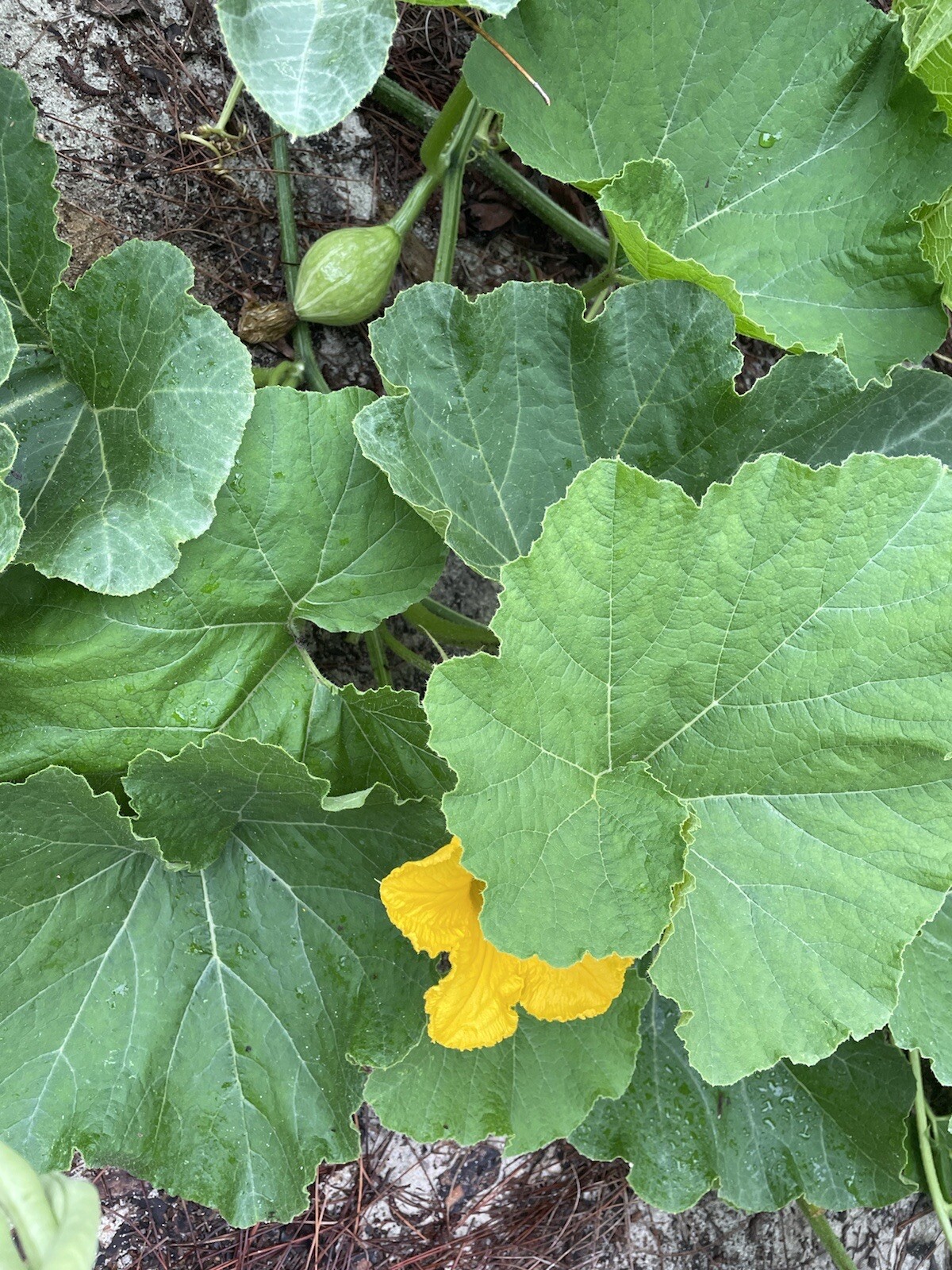 15 Lakota Squash   Japanese Kuri  Pumpkin  Squash  Seeds 2022 fall fresh seeds