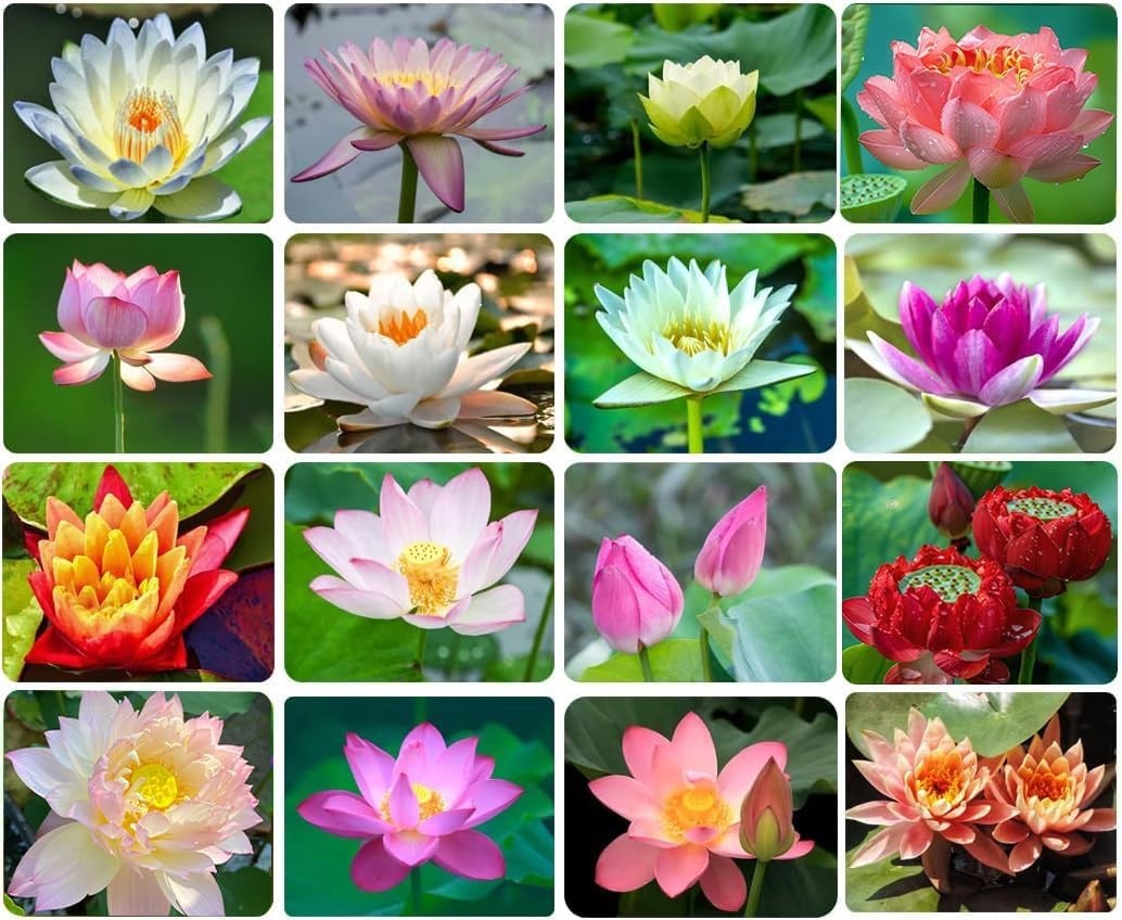 30PCS Non-GMO Bonsai Lotus Seeds for Gorgeous Aquatic Gardens – Easy Planting