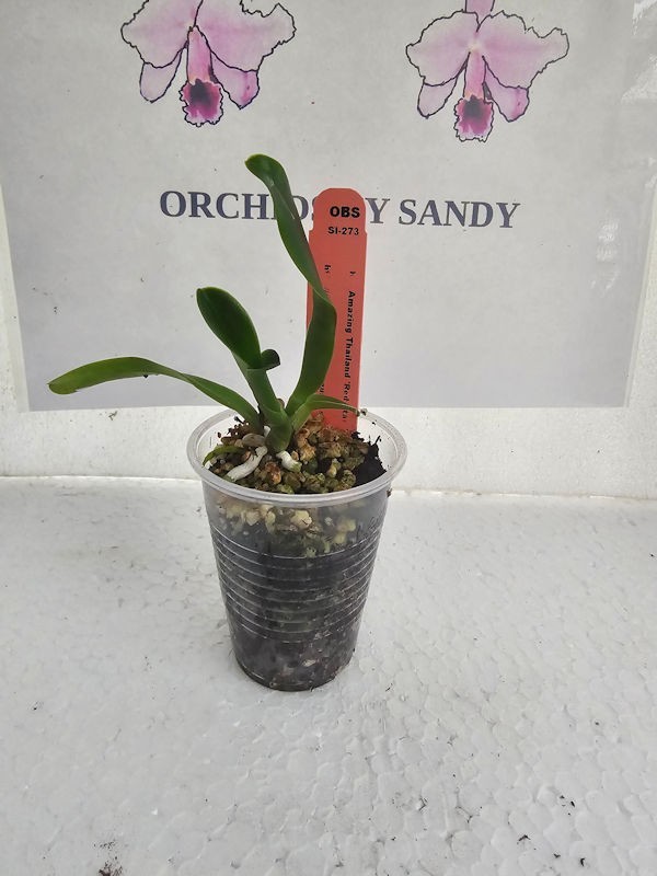 Cattleya Rlc Amazing Thailand ‘Red Star’ Live Orchid Plant 3B16
