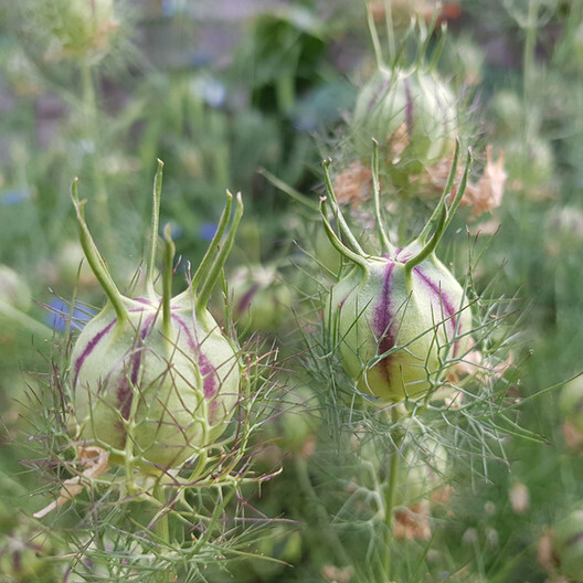 Love in a Mist MISS JEKYLL DOUBLE Mix Nigella Cottage Garden Non-GMO 200 Seeds