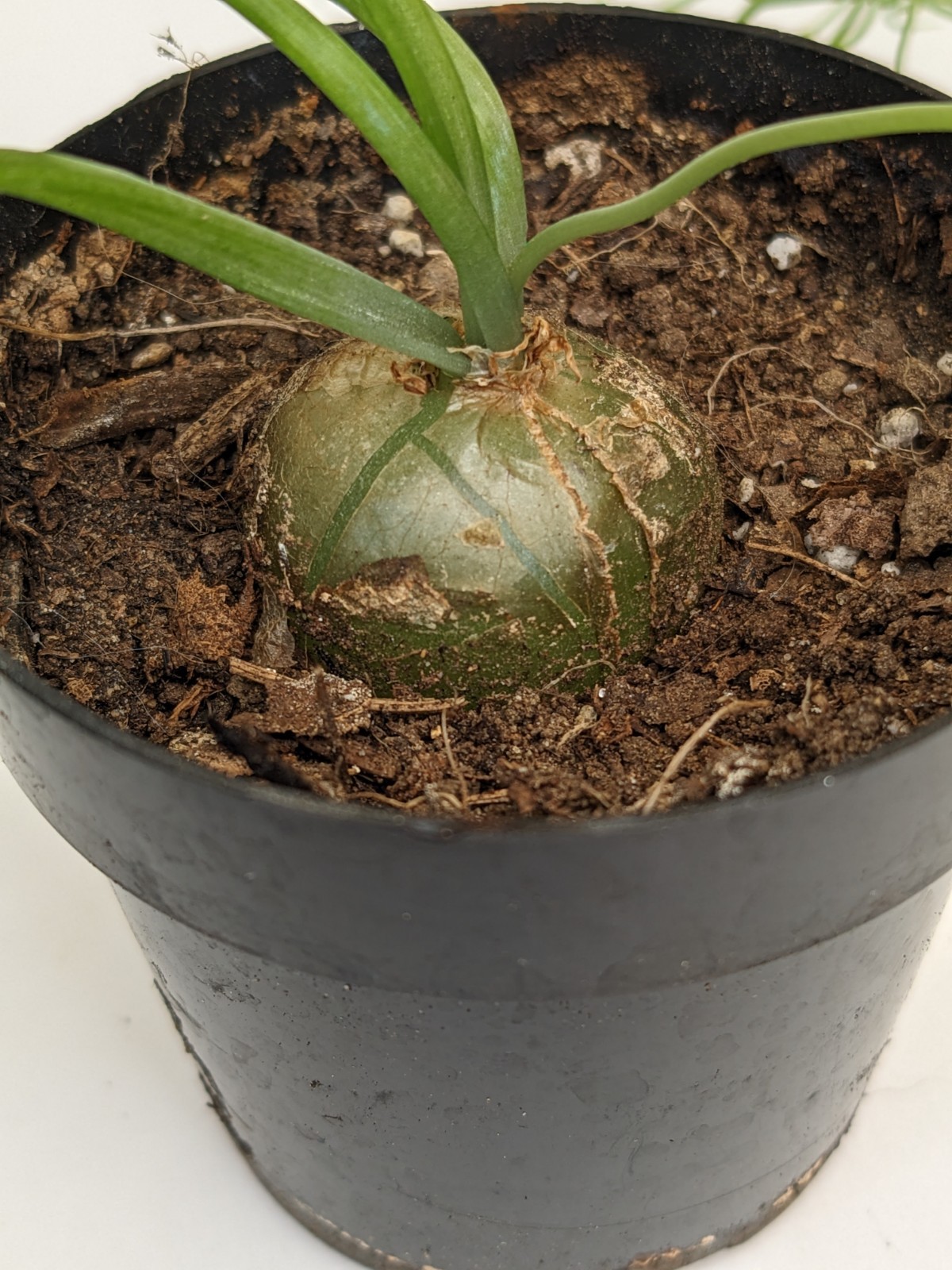 bowiea volubilis Climbing Onion plant, 3/4 to 1 inch bulb