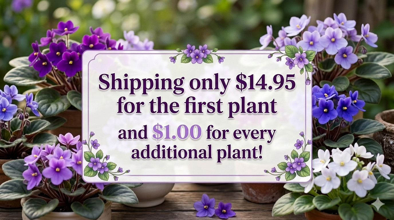African Violet Plant AE Milky Way Starter Plant Standard