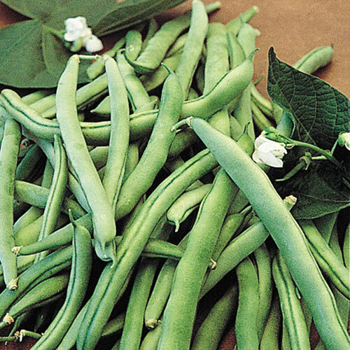KENTUCKY WONDER BUSH GREEN BEAN SEEDS 1.5oz 100 SEEDS 2024