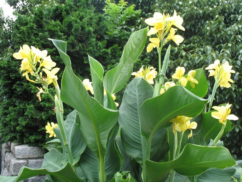 Canna ‘Yellow Futurity’ Dwarf 36″ – 48″ Green Foliage, 2 Freshly Dug Rhizomes