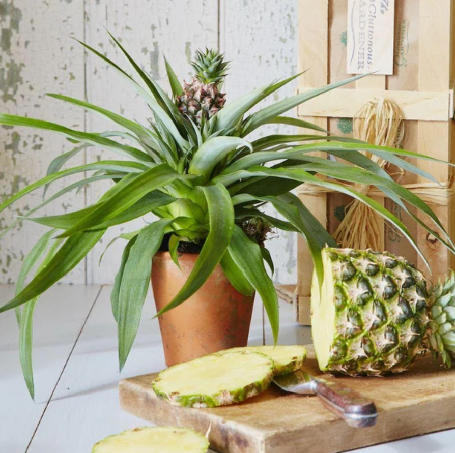 Live Florida White Pineapple Plant, 1 Gal Pot, 1–2Ft Tall,No Ship CA,HI,PR,GU,AK