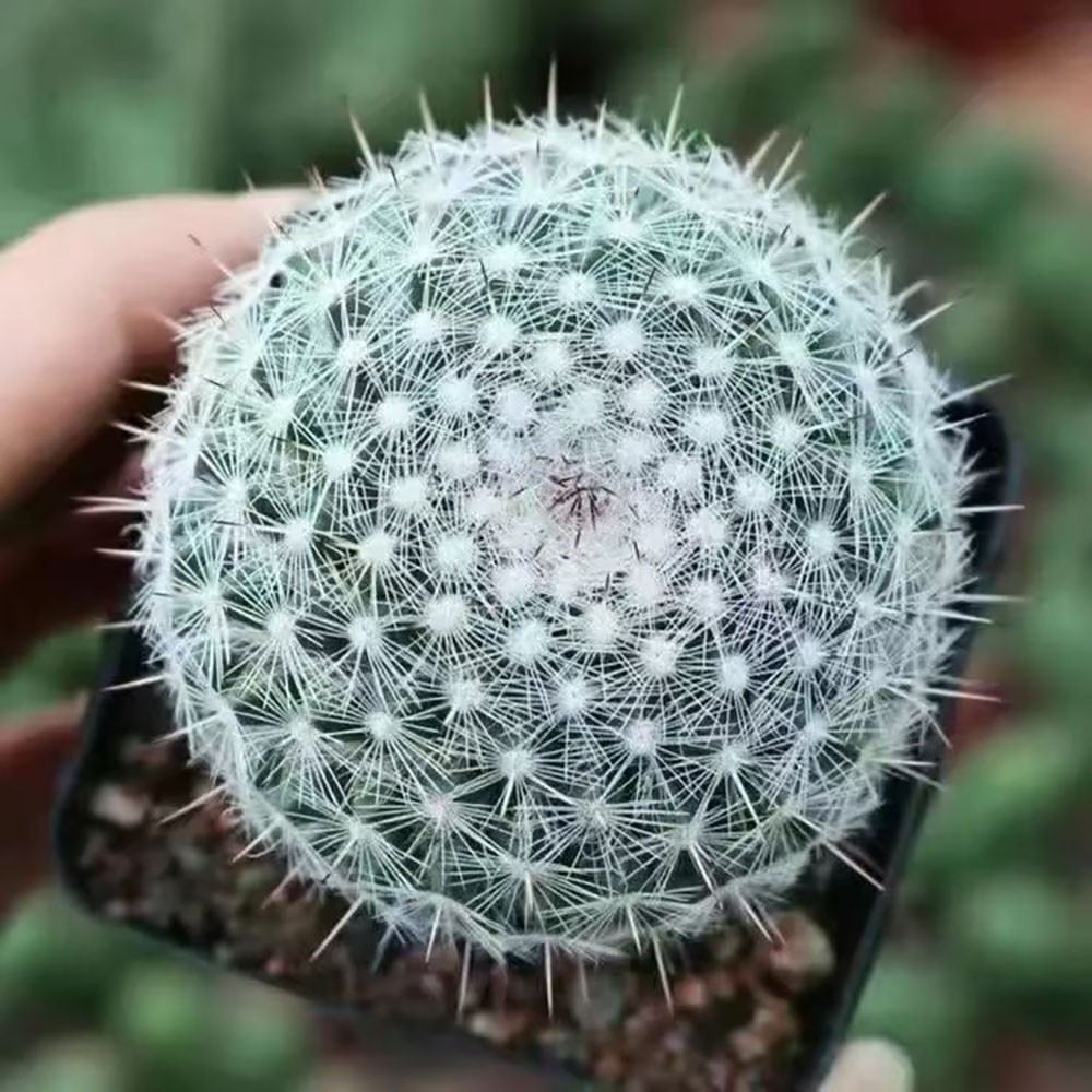 Mammillaria hahniana Old Lady Cactus Cactiand exotica Rare Succulent Plant