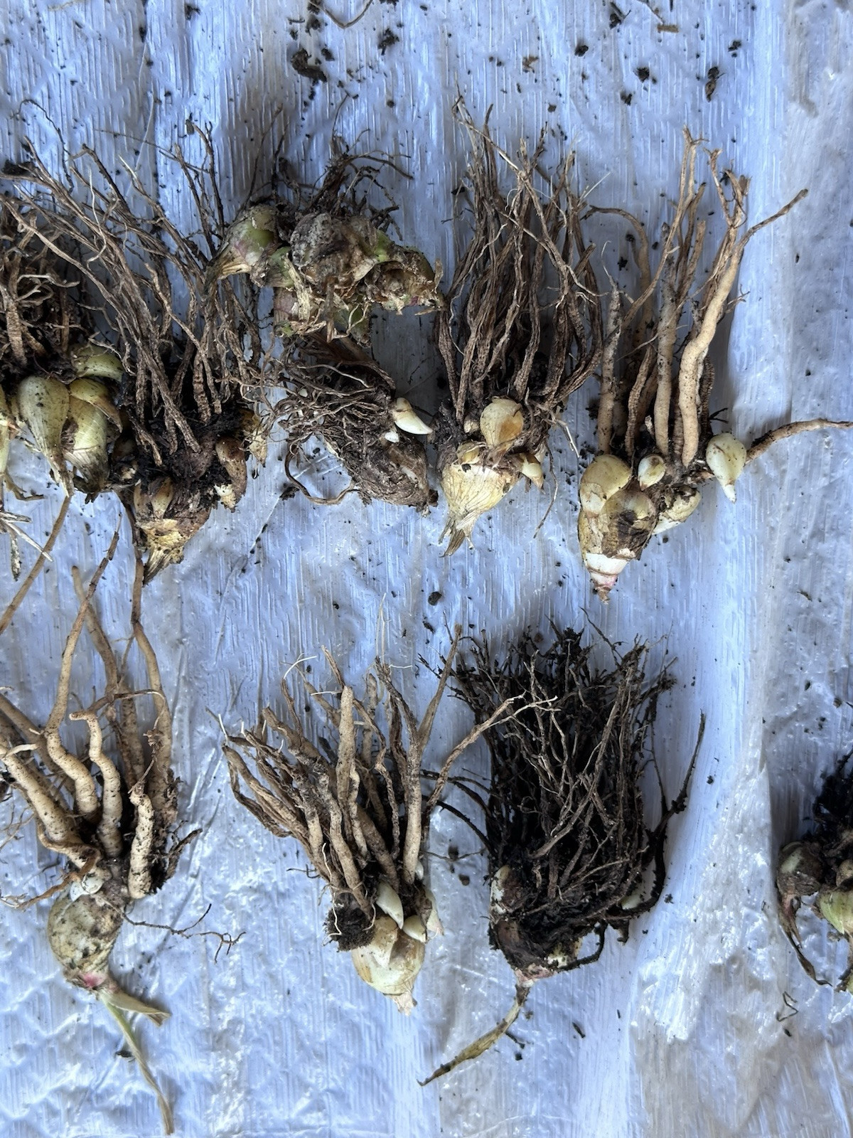 2 Clumps Tuberose, Bulbs 5+ Size Medium, Rooted &Sprouted Ready To Plant
