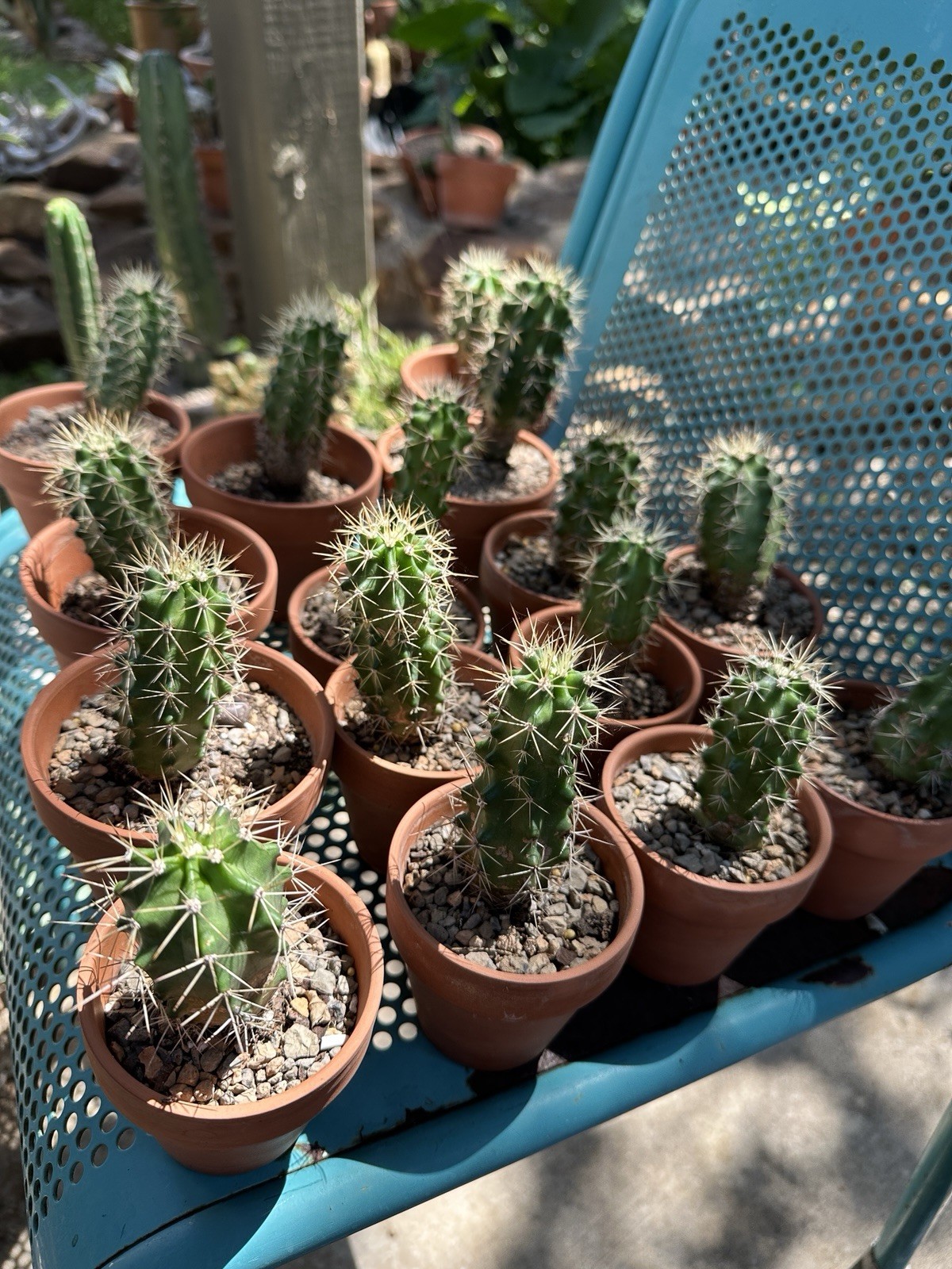 Echinocereus Coccineus Scarlet Hedgehog Cactus Claret Cup Bare Root Cold Hardy