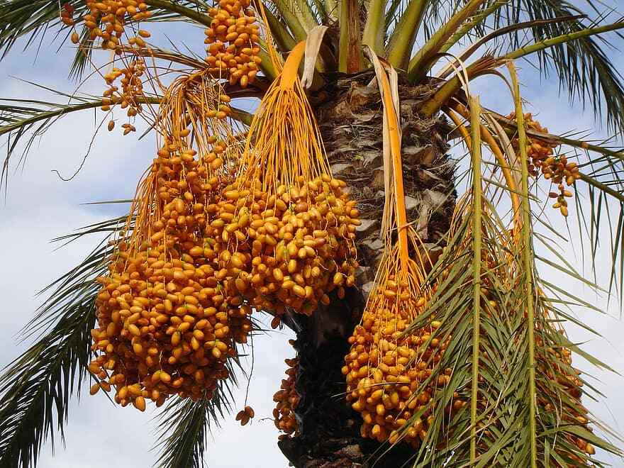 1- Medjool 1+ Year Old Date Palm Tree Seedling Phoenix Dactylifera Plant Sapling