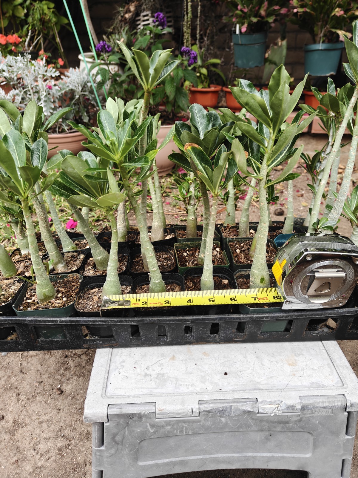 desert rose plant from usa
