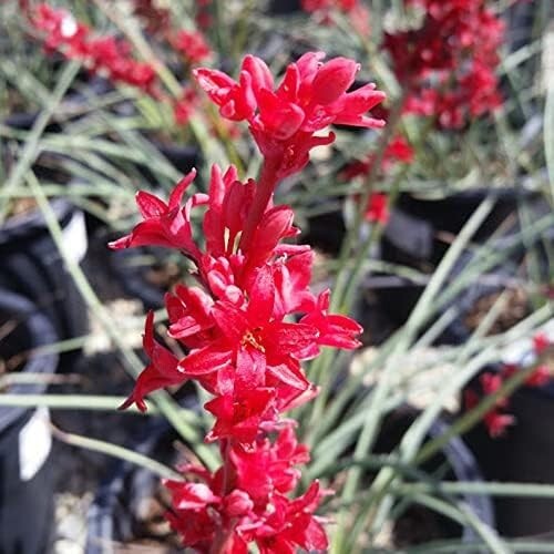 (1) 5″-8″ HIGH RED YUCCA 2 YEAR OLD SEEDLING BARE ROOT Last 5 Pics ACTUAL PLANT