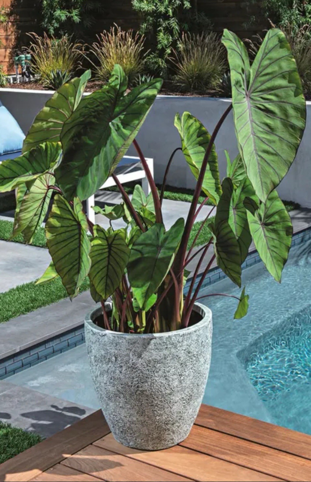 Blue Hawaii -Colocasia esculenta- Elephant Ear-SMALL ROOTED STARTER Plant