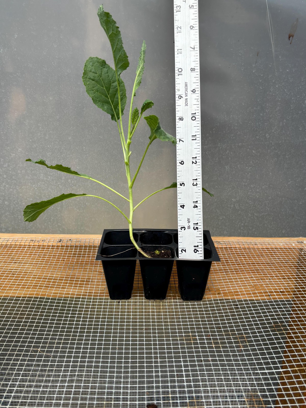 Broccoli Live Plant – Seedlings/Plugs and Plants – 3″- 12″ tall – 30-60+ days