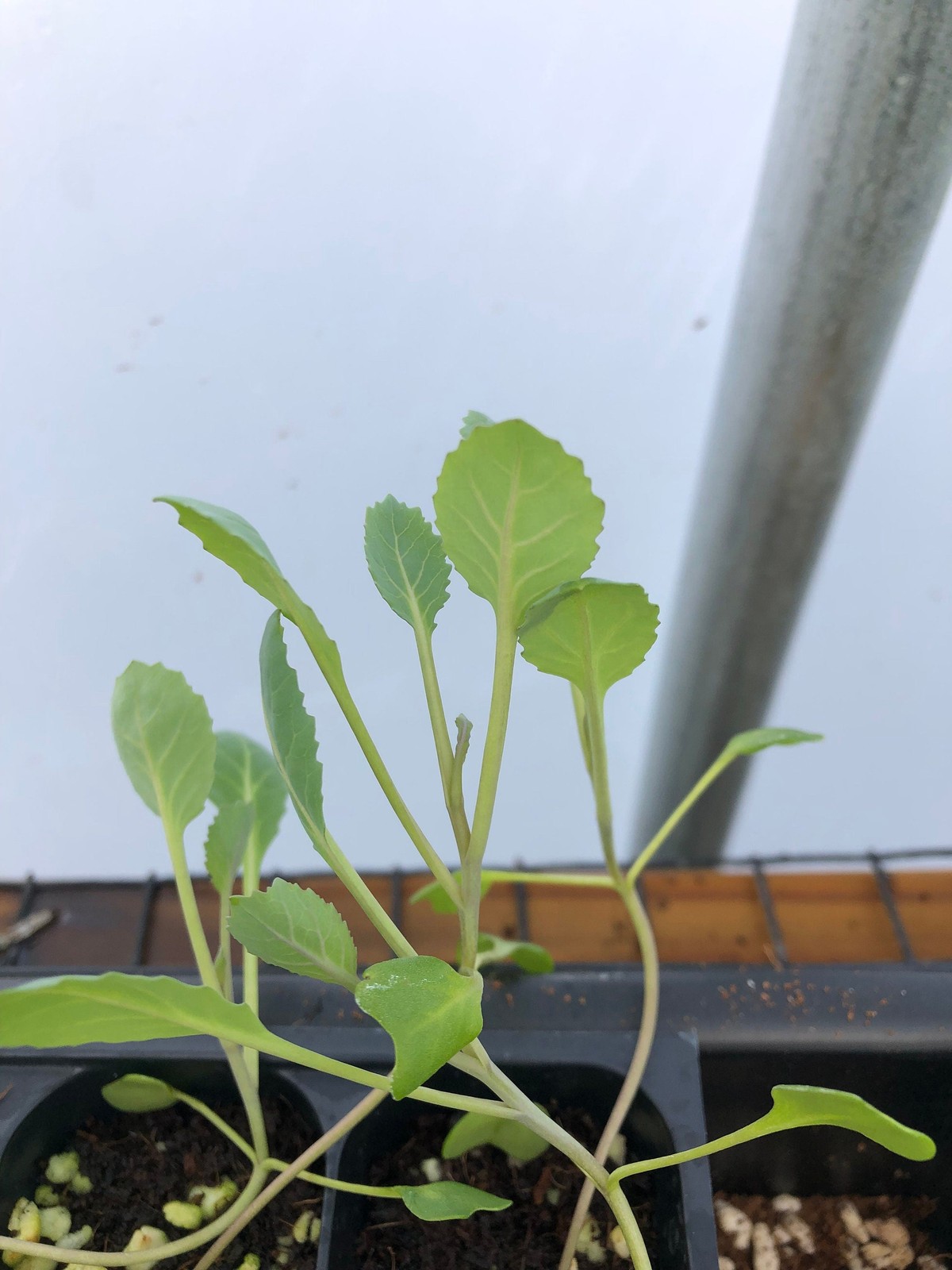 Collard Live Plant – Seedlings/Plugs and Plants – 3″- 12″ tall – 30-60+ days old