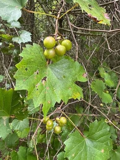 2 Muscadine Grape Live Plants 12″-24″ Rooted Super Hardy Fruit Vine Zone 6 – 11