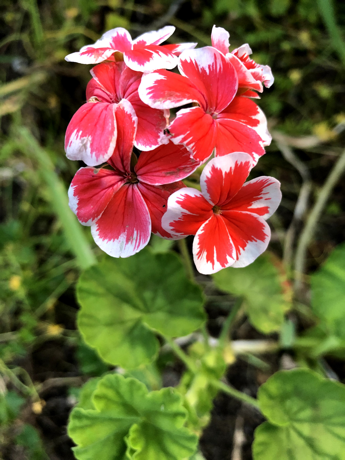 RARE RED & WHITE PELARGONIUM ZONAL GERANIUM FRESH LIVE PLANT 6″ STARTER CUTTING