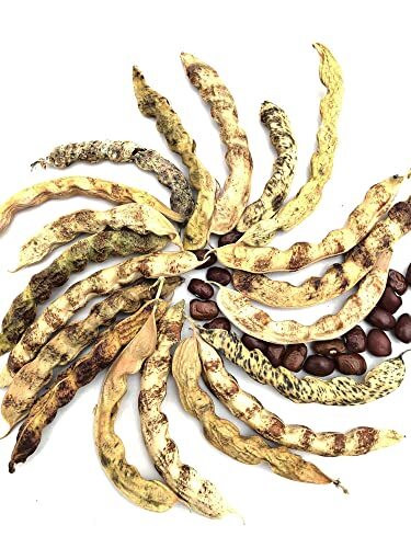 Organic Little Red Cut Short Beans Seeds (Phaseolus vulgaris) 100 Seeds (100