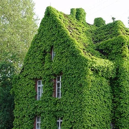 50 Boston Ivy Seeds for Planting – Easy to Grow Ivy Vine – Ships from Iowa, USA