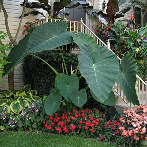 Live Bulbs Colocasia Gigantea Thailand Giant Thai Giant Elephant Ear Huge Malang