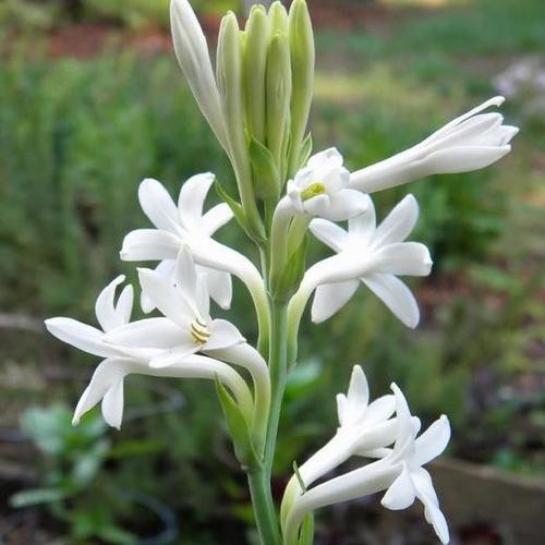 1 Tuberose Bulb, Fragrant Polianthes Tuberosa Flower Bulbs for Garden